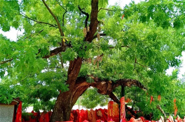 泗縣馬場(chǎng)山老槐樹    